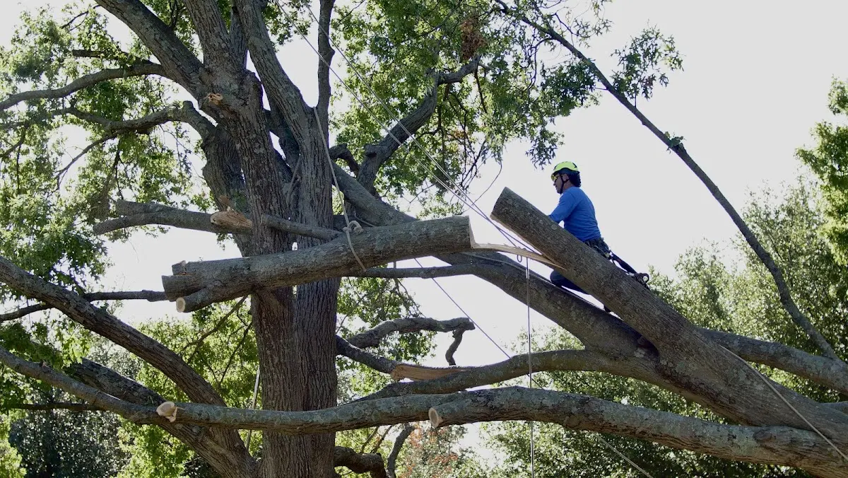 Professional Crown Thinning performed by certified arborists in Pena Blanca