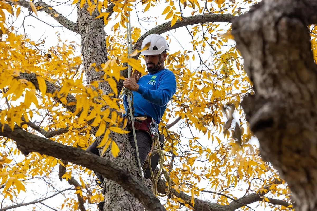 Skilled Tree Trimming crew working in Pena Blanca