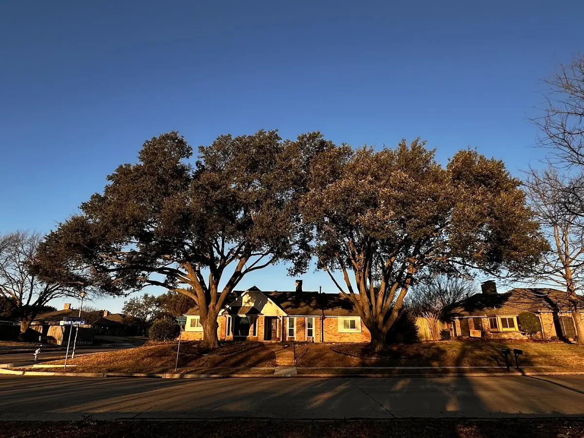 Established residential canopy tree shading a home in Pena Blanca